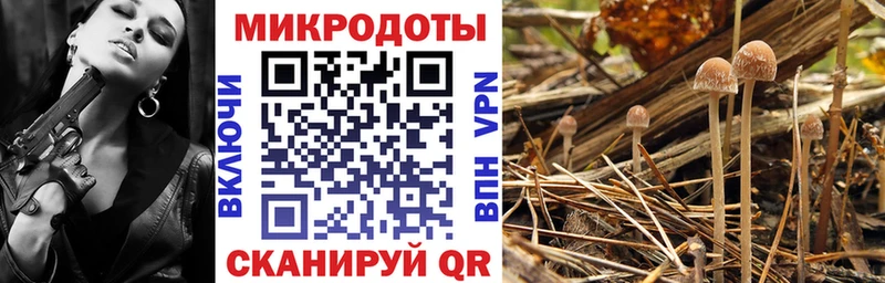 Купить где  Гаврилов Посад  Галлюциногенные грибы Cubensis 